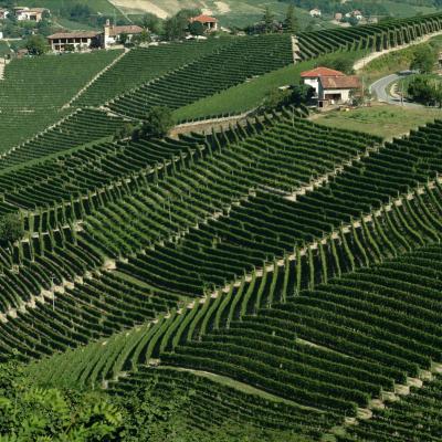 Barolo Pio Cesare Torino