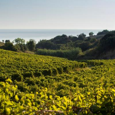 Vini Librandi Vendita Enoteca Torino Provincia