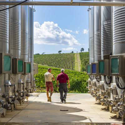 Vini Rocca Delle Macie Rappresentanze Torino Provincia
