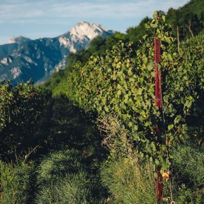 Trentodoc Revi Vendita Torino Provincia