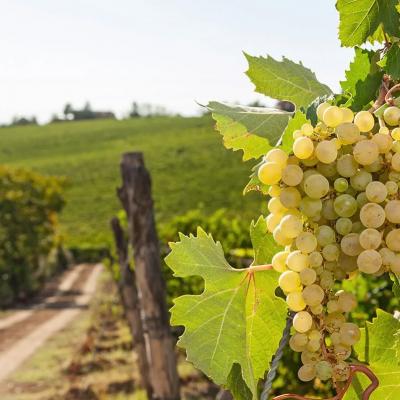Vini Colli Tortonesi La Colombera Torino Provincia